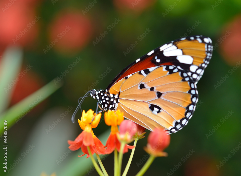 Obraz premium Butterfly on orange flower in the garden