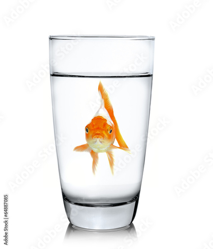 fish in drinking glass