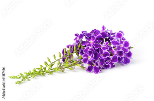 Fototapeta Naklejka Na Ścianę i Meble -  purple flowers, isolated on white background