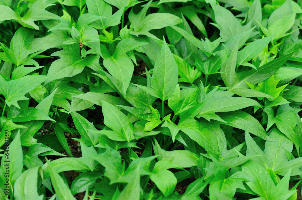 Obraz premium sweet potato crop grow in garden 