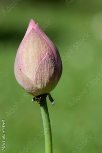 the lotus in garden