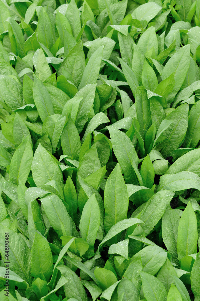 Obraz premium green lettuce plants grow in vegetable garden 