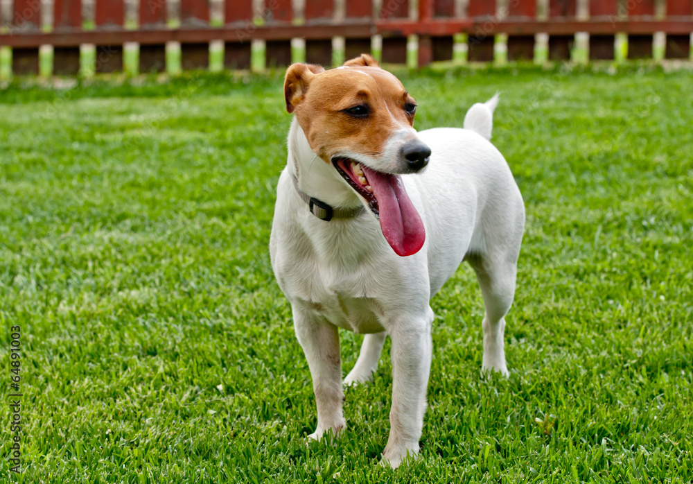 jack russel