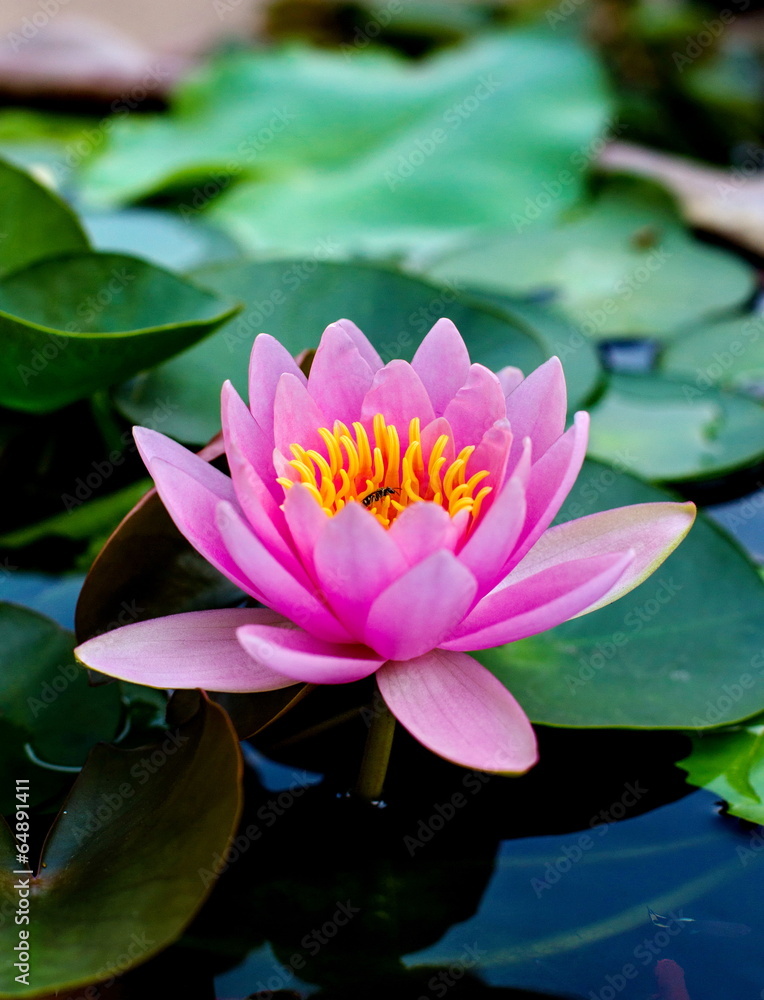 Detail view of three pink water lilies Detail view of three pink water lilies