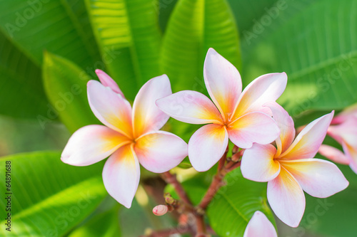 Fototapeta Naklejka Na Ścianę i Meble -  Close up of Frangipani.