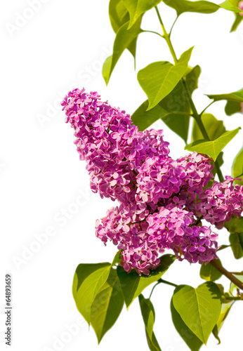 lilac branch isolated