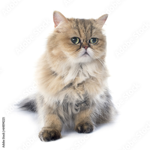 Fototapeta Naklejka Na Ścianę i Meble -  persian cat