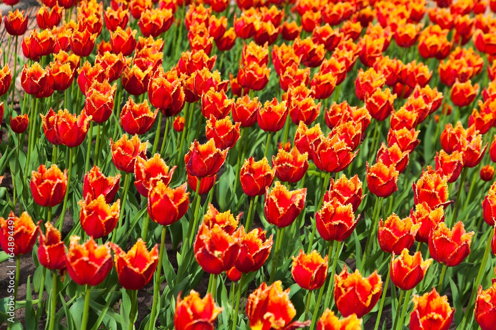 flowerbed with many red tulips flowerbed with many red tulips