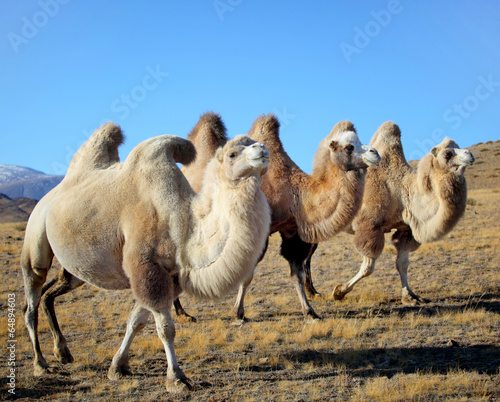 Closeup photo three camels grazing on the plains