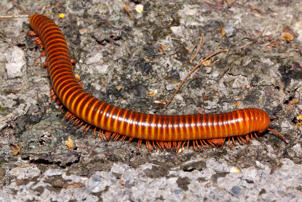 the millipede the millipede