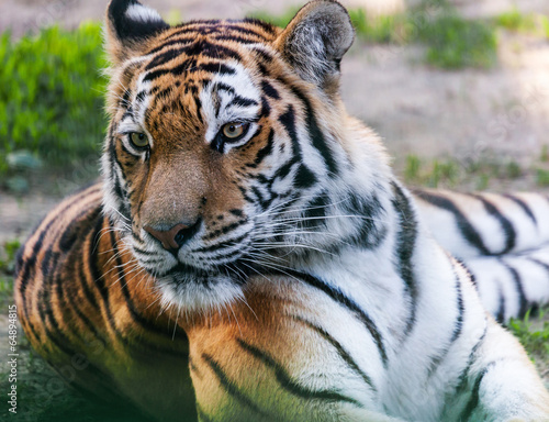 portrait predator tiger closeup