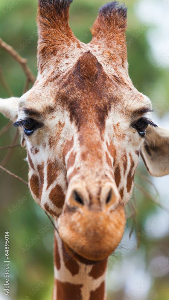 Naklejka premium Portrait of a giraffe