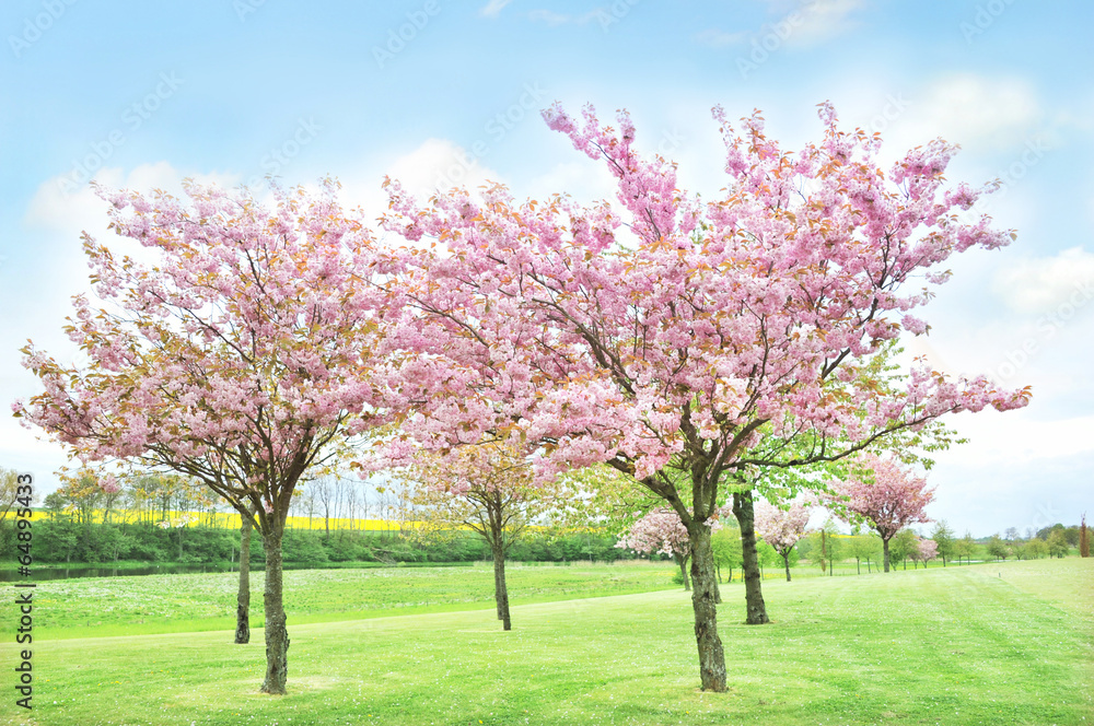 Cherry tree on the golf course, rapeseed in the background Cherry tree on the golf course, rapeseed in the background