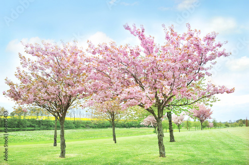 Cherry tree on the golf course, rapeseed in the background