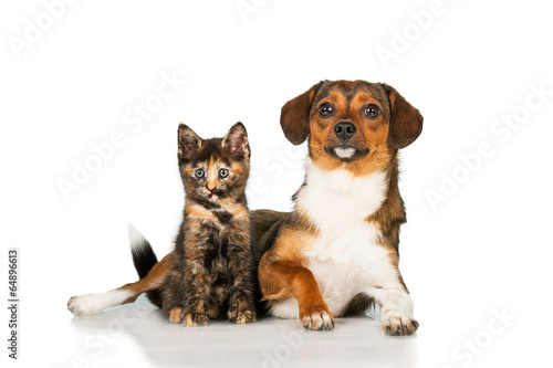 Little dog with kitten isolated on white background
