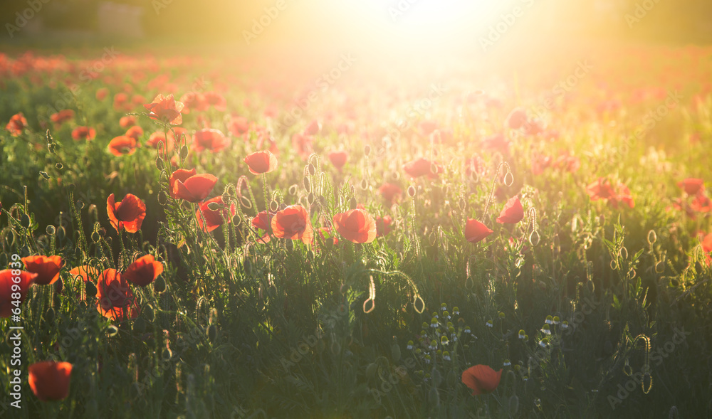 Field of red poppies in bright evening light - obrazy, fototapety, plakaty 