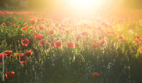 Fototapeta Naklejka Na Ścianę i Meble -  Field of red poppies in bright evening light