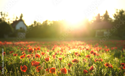 Fototapeta Naklejka Na Ścianę i Meble -  Field of red poppies in bright evening light