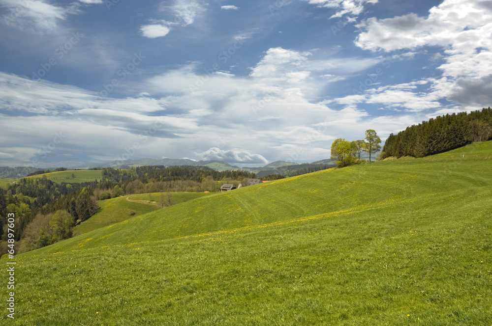 Fototapeta premium Wiese im Schwarzwald