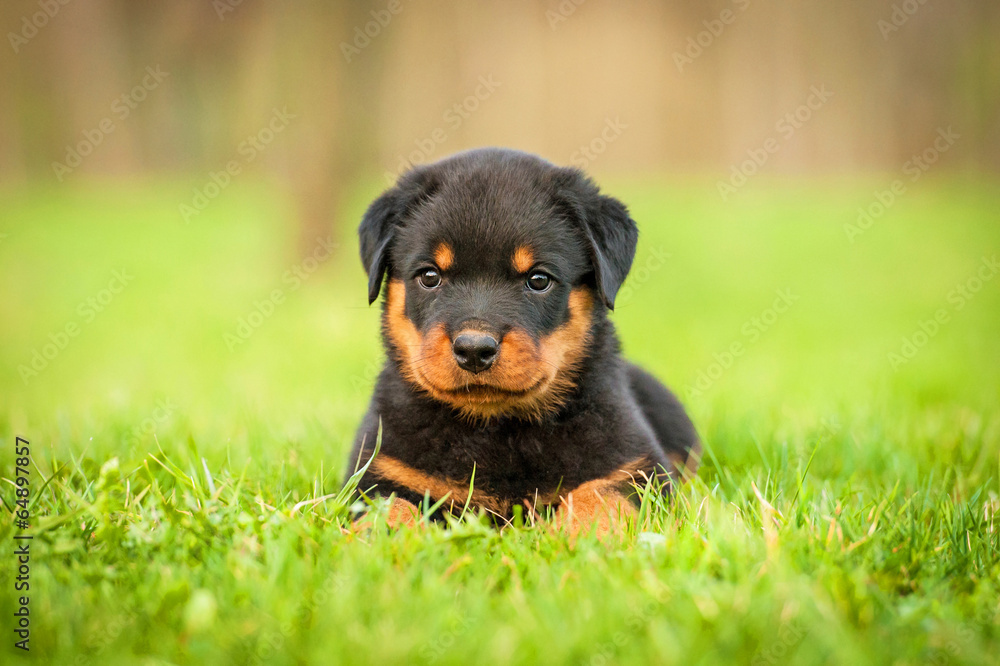 Fototapeta premium Rottweiler puppy lying on the lawn