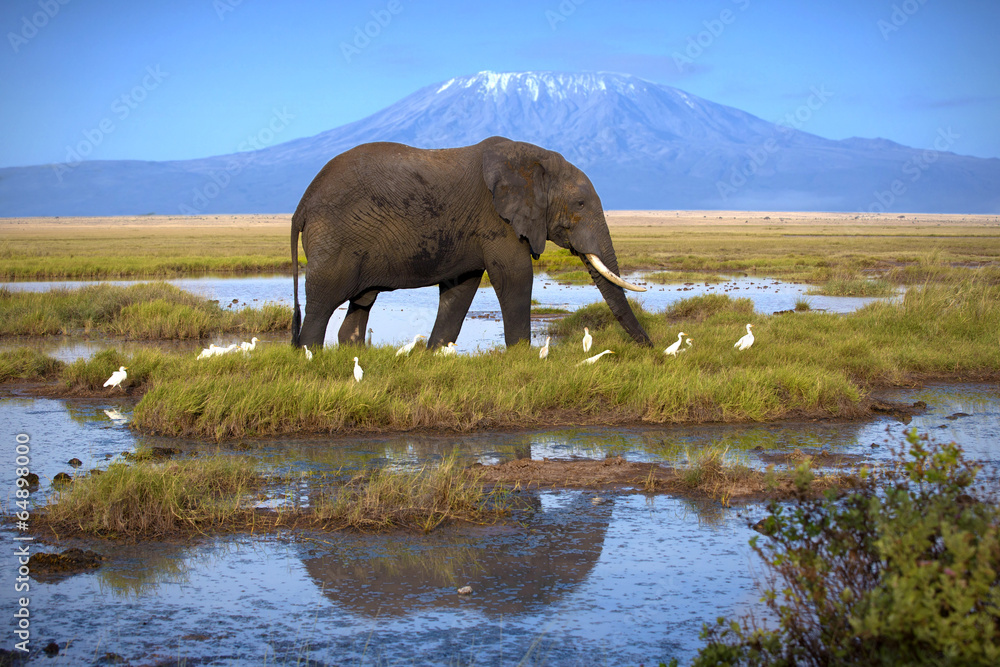 Naklejka premium Słoń przy basenie na tle Kilimandżaro