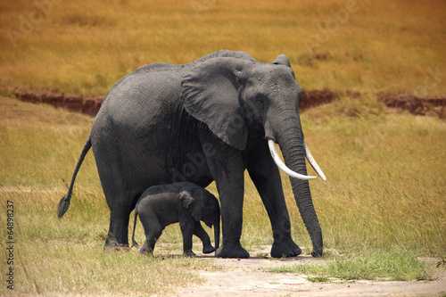 Elephant with a small baby in Amboseli