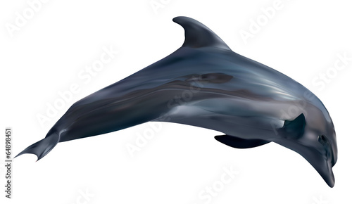 dolphin isolated on white illustration