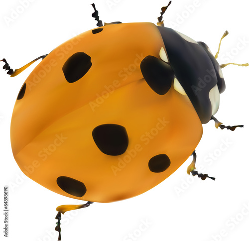 illustration with orange seven ponts ladybug on white