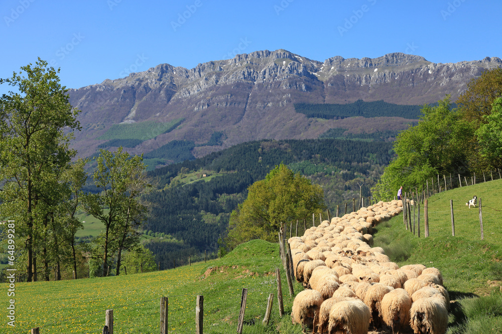 Fototapeta premium ovejas rebaño pastor país vasco 3932-f14