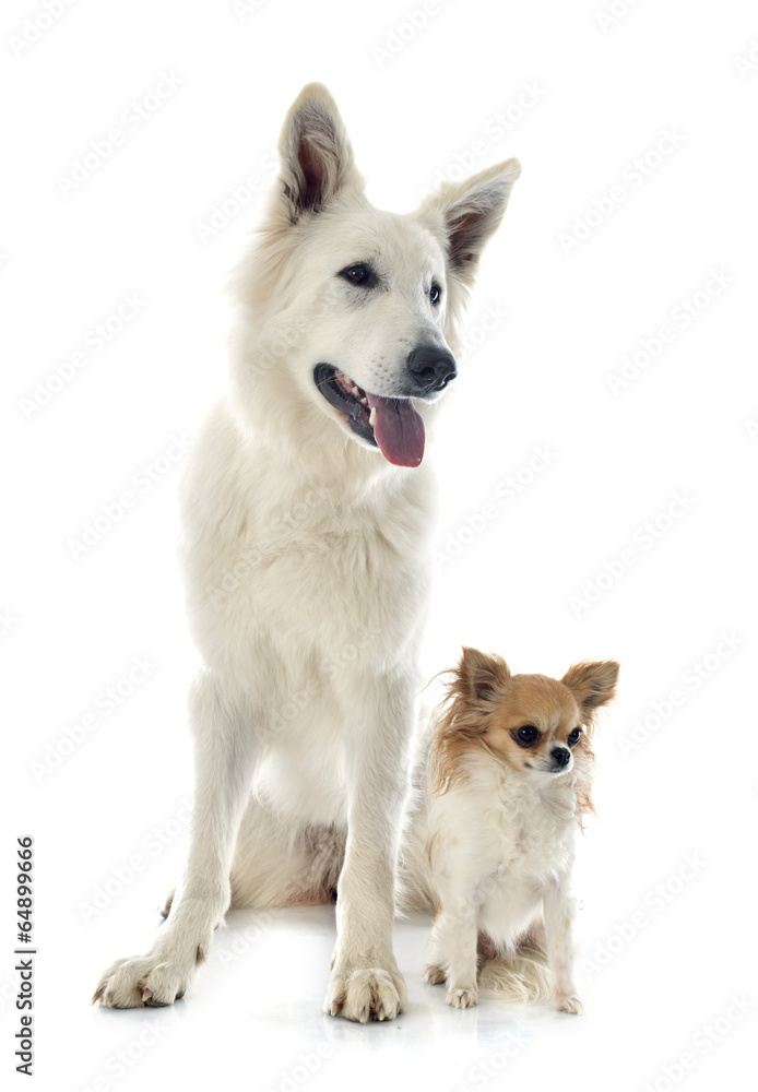 Swiss shepherd and chihuahua Swiss shepherd and chihuahua
