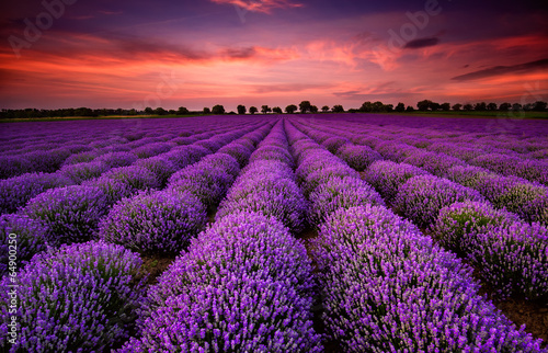 Stunning landscape with lavender field at sunset photo