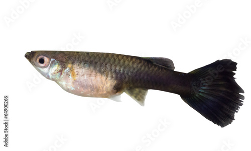 small guppy isolated in white photo