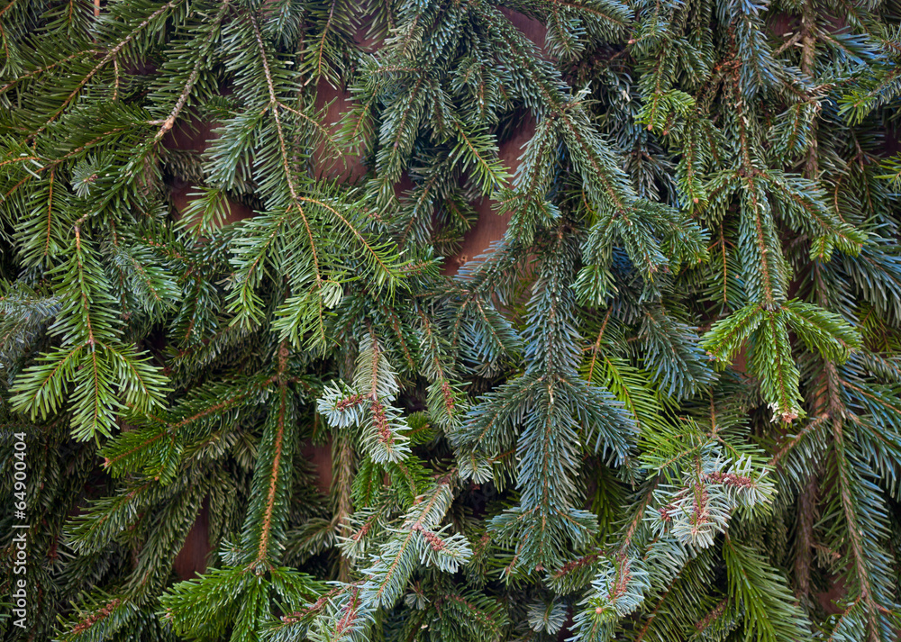 Background of Christmas tree branches Background of Christmas tree branches