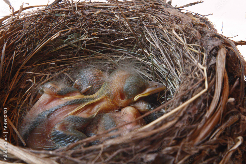 small Blackbirds just leave the egg in the nest small Blackbirds just leave the egg in the nest