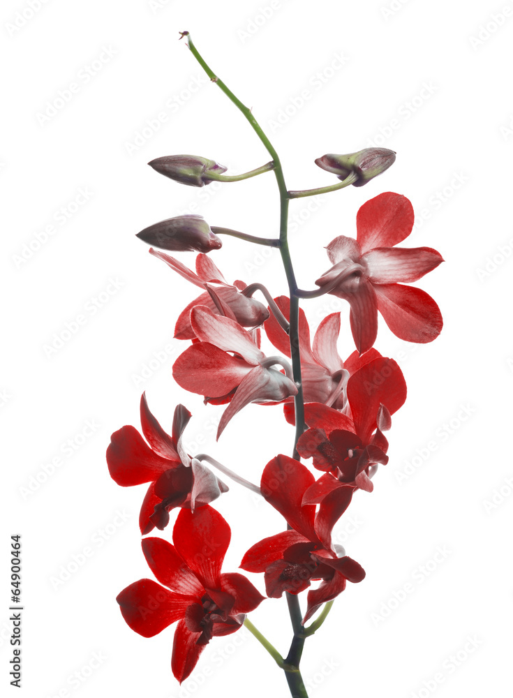 dark red orchid flower branch isolated on white dark red orchid flower branch isolated on white