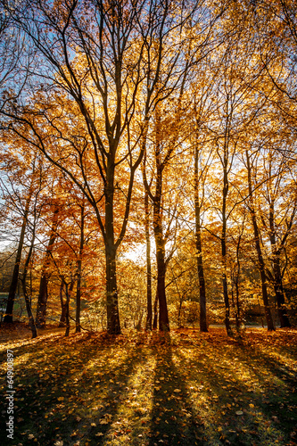  Fall / Autumn in the woods - Golden sun light coming through th