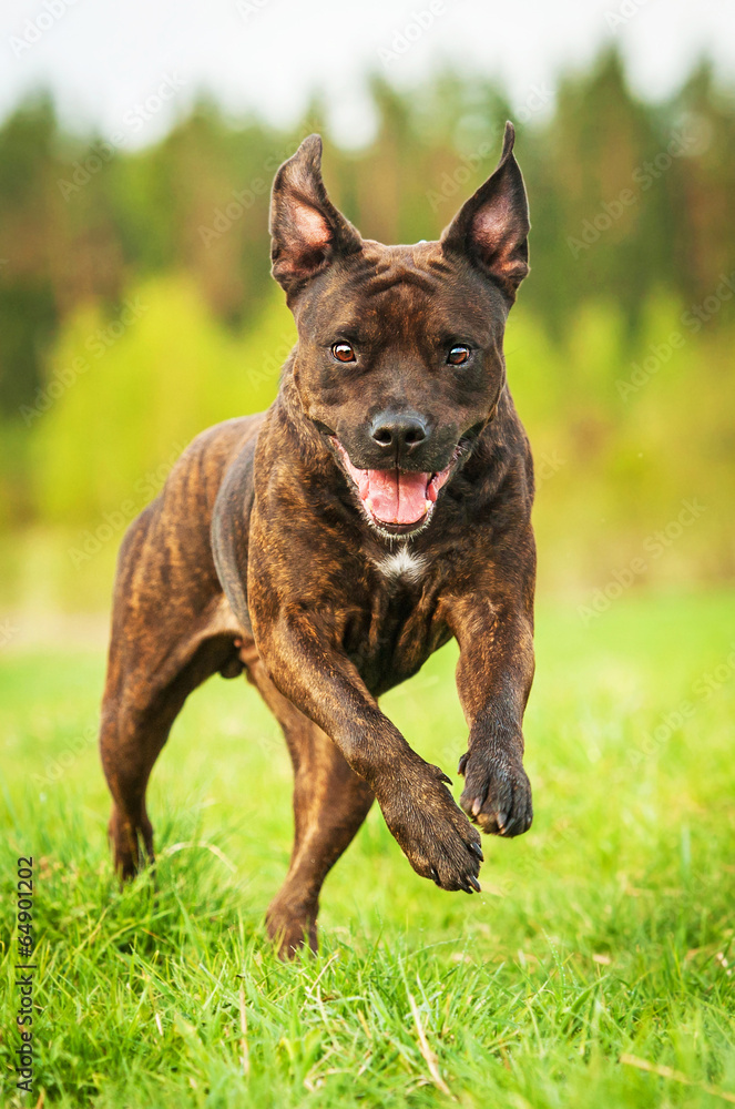 American staffordshire terrier playing with ball