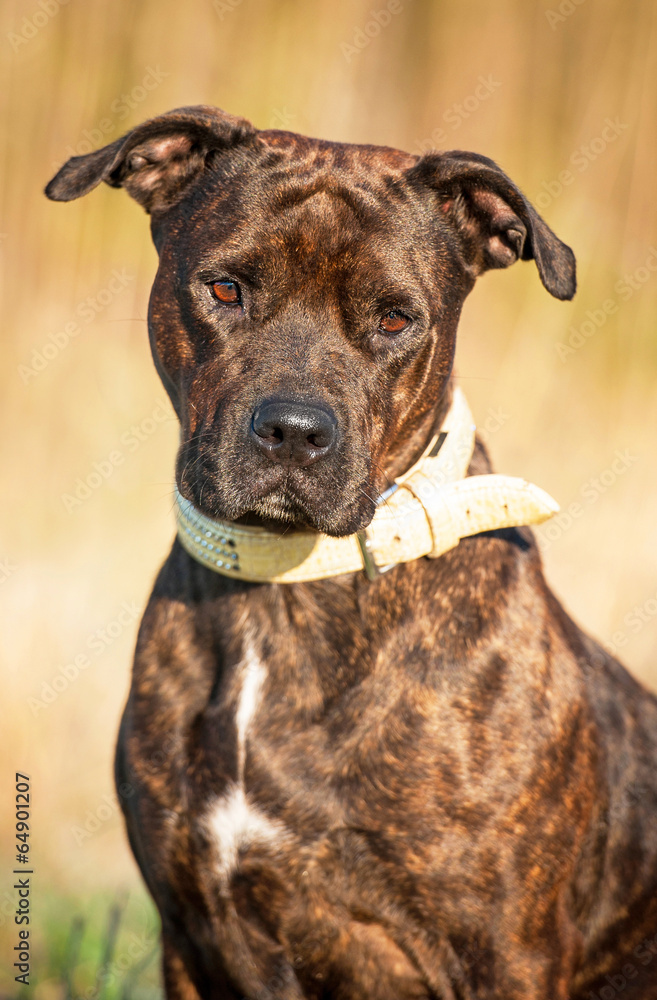 Portrait of american staffordshire terrier Portrait of american staffordshire terrier