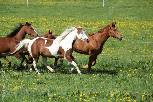 Fototapeta Naklejka Na Ścianę i Meble -  Batch of beautiful horses running on pasturage