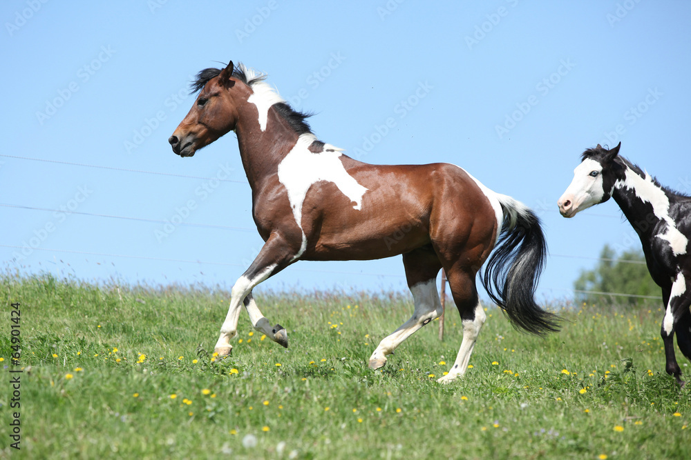 Gorgeous brown and white stallion of paint horse running