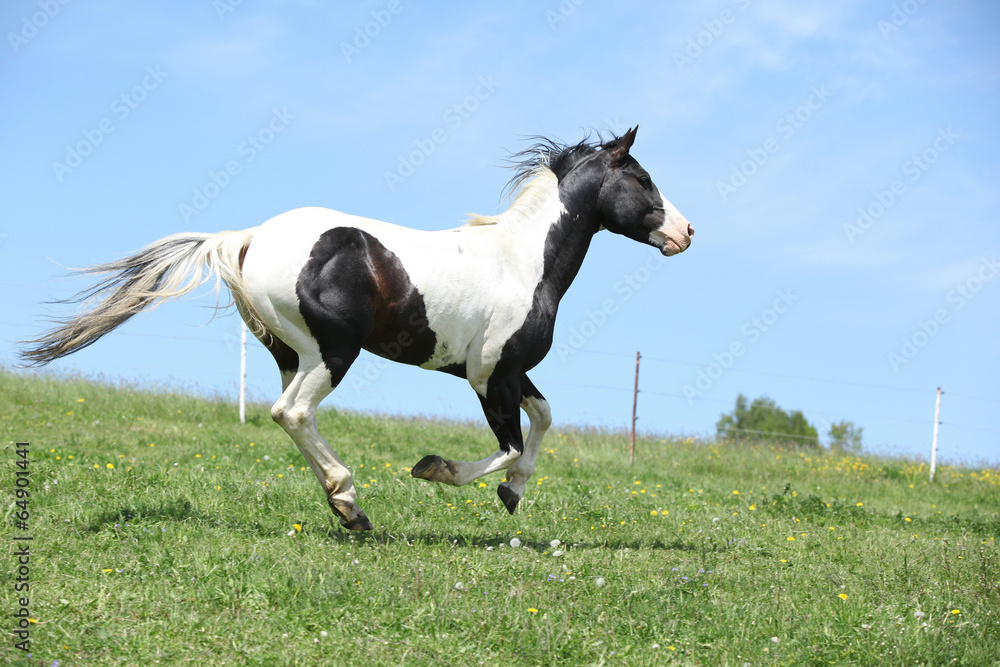 Gorgeous black and white stallion of paint horse running Gorgeous black and white stallion of paint horse running