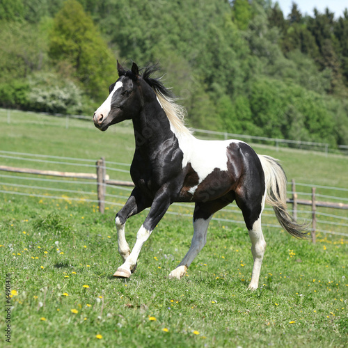 Gorgeous black and white stallion of paint horse running © Zuzana Tillerova