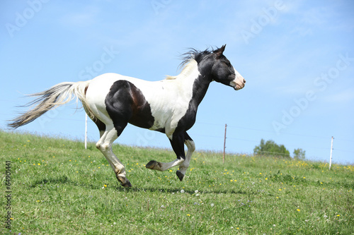 Gorgeous black and white stallion of paint horse running