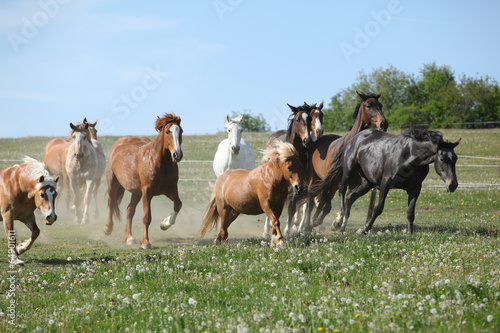 Very various batch of horses running on pasturage © Zuzana Tillerova
