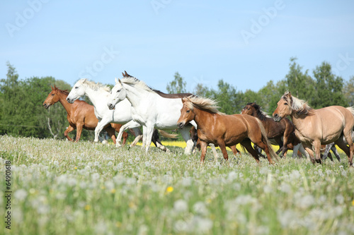 Very various batch of horses running on pasturage