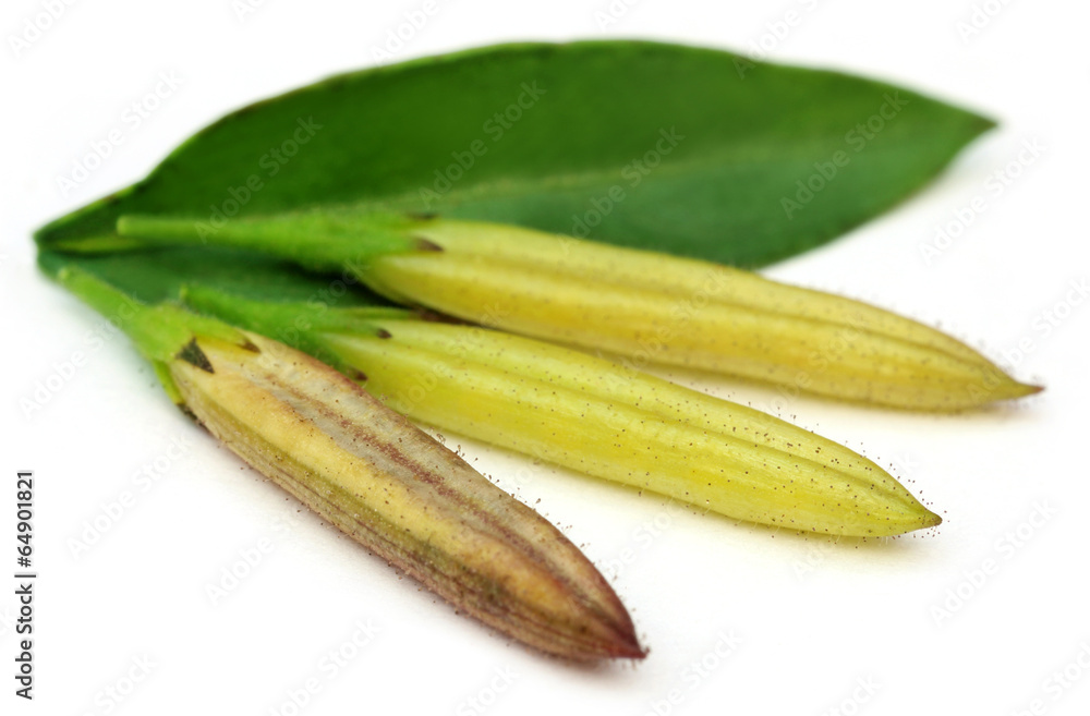 Ayurvedic medicinal Chirata pods with green leaf Ayurvedic medicinal Chirata pods with green leaf