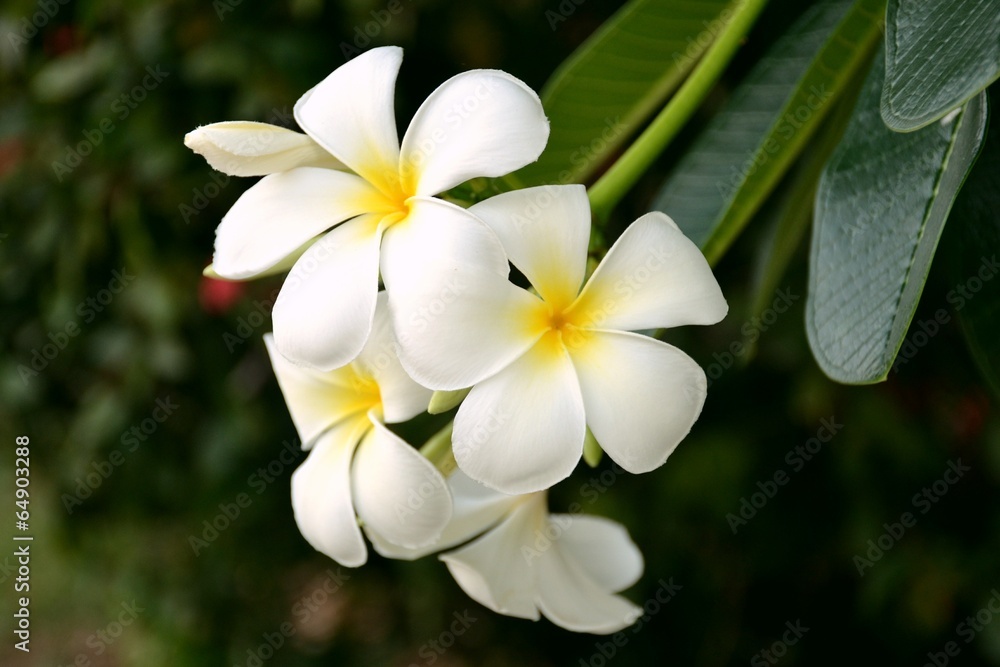 plumeria plumeria