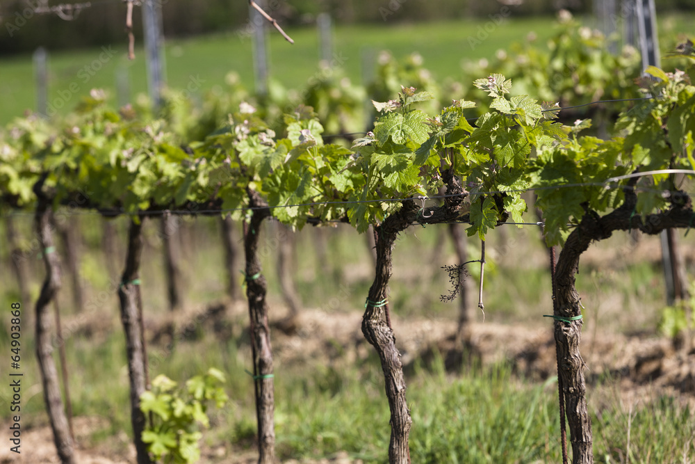 vineyard in spring