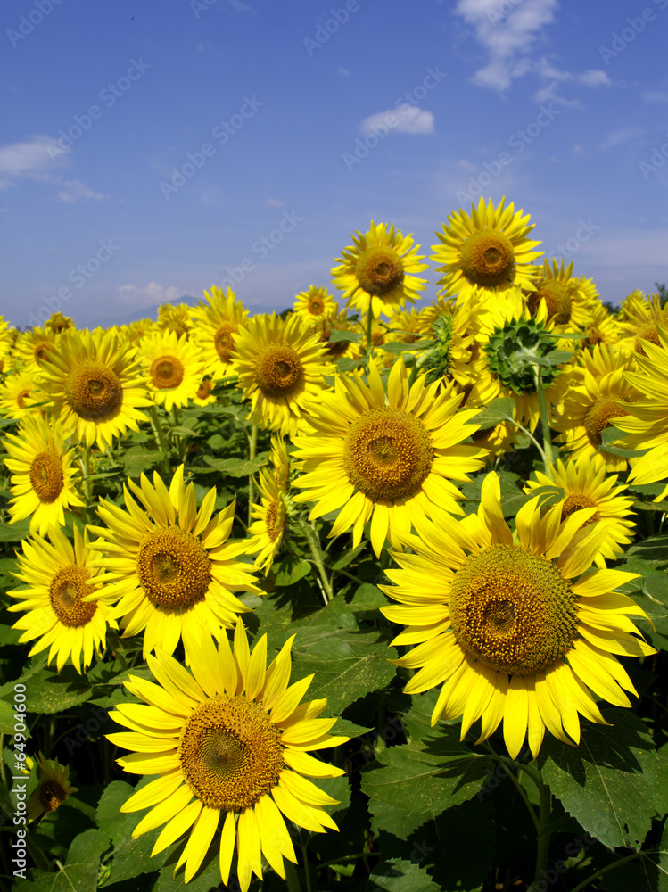Fototapeta premium ひまわり
