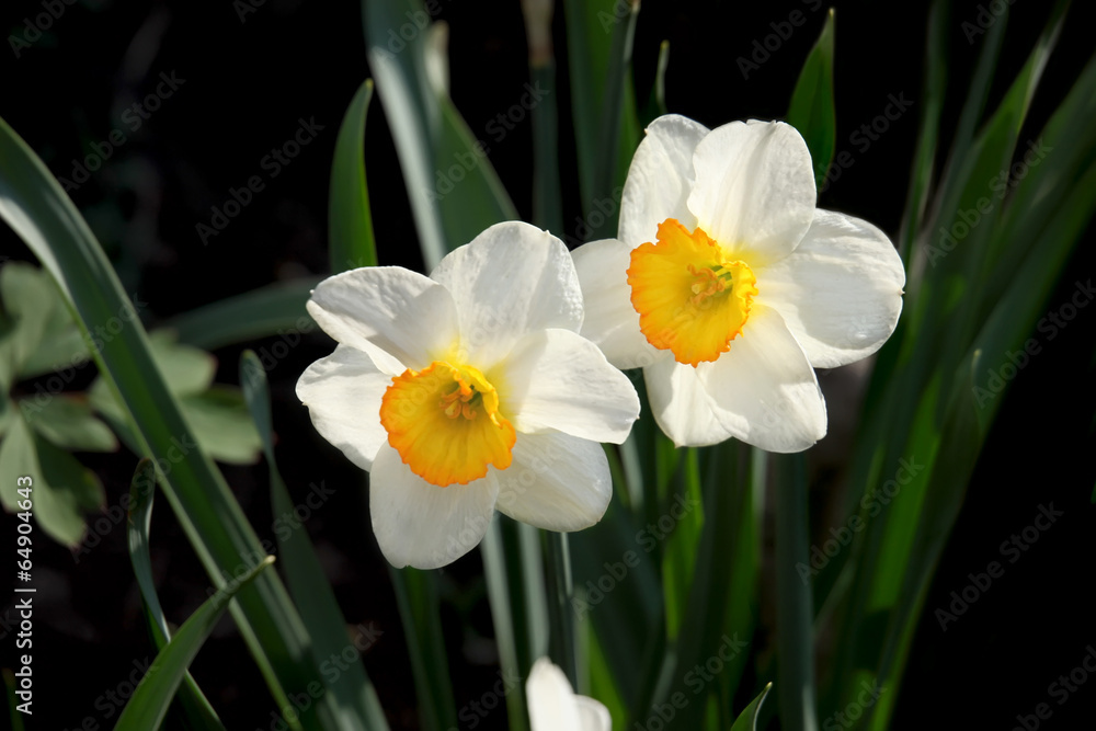 White narcissus flowers